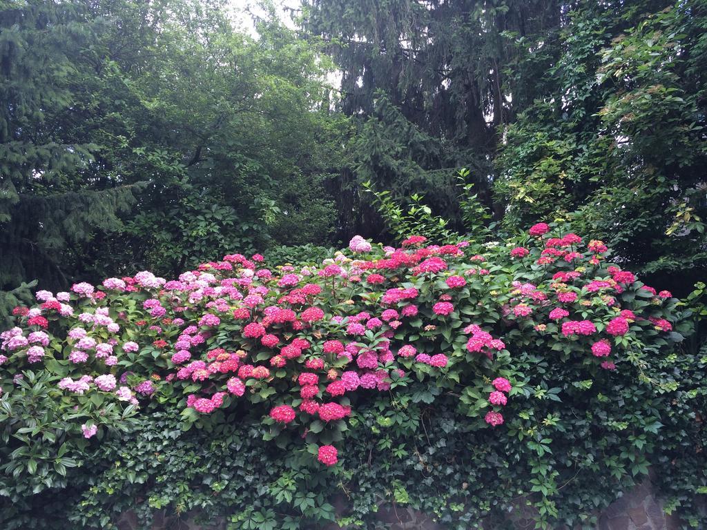 Exquisites Gartenapartment In Eleganter Jugendstilvilla Viyana Dış mekan fotoğraf